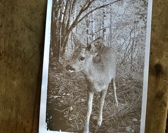 Serigrafia a mano  - Handmade Screenprinted - limited edition - Frame dei nostri Fototrappolaggi - Frames from our trail cameras - Stay Wild