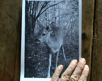 Serigrafia a mano  - Handmade Screenprinted - limited edition - Frame dei nostri Fototrappolaggi - Frames from our trail cameras - Stay Wild