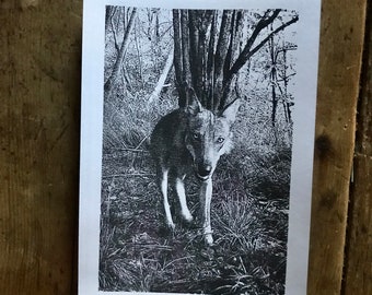 Serigrafia a mano  - Handmade Screenprinted - limited edition - Frame dei nostri Fototrappolaggi - Frames from our trail cameras - Stay Wild