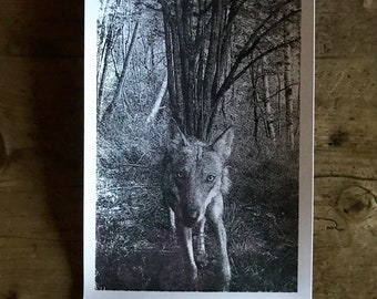 Serigrafia a mano  - Handmade Screenprinted - limited edition - Frame dei nostri Fototrappolaggi - Frames from our trail cameras - Stay Wild