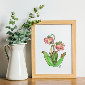 Aquareltekening Newfoundland-kruikplant - gevoerd ontwerp
