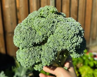Broccoli Seeds – Vegetable Garden for Home Growing, Heirloom  Planting 50 Grams Seeds