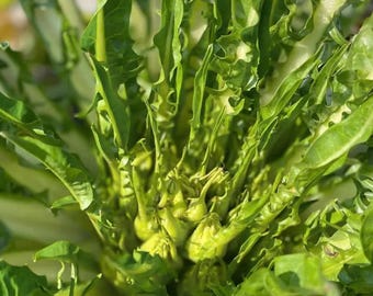 Puntarelle Chicory – Italian Heirloom Vegetable Seeds for Salad & Kitchen Garden 50 Seeds