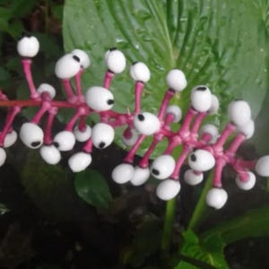 Puede incluir: Una planta Actaea pachypoda, conocida como ojos de muñeca, que presenta un racimo de bayas blancas con manchas negras distintivas. Las bayas están unidas a tallos carnosos de color rosa brillante que se ramifican desde un tallo central, sobre hojas verdes.