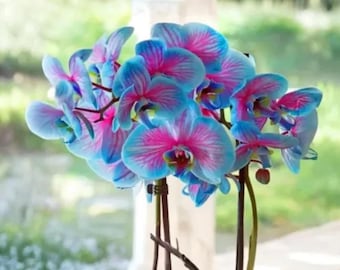 Phalaenopsis Orchid – Exotic Ornamental Flower for Indoor & Outdoor Growing 100 Seeds