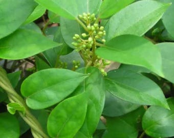 Gymnema Sylvestre – Tropical Herbal Vine Seeds for Home Herb Garden 30 Seeds