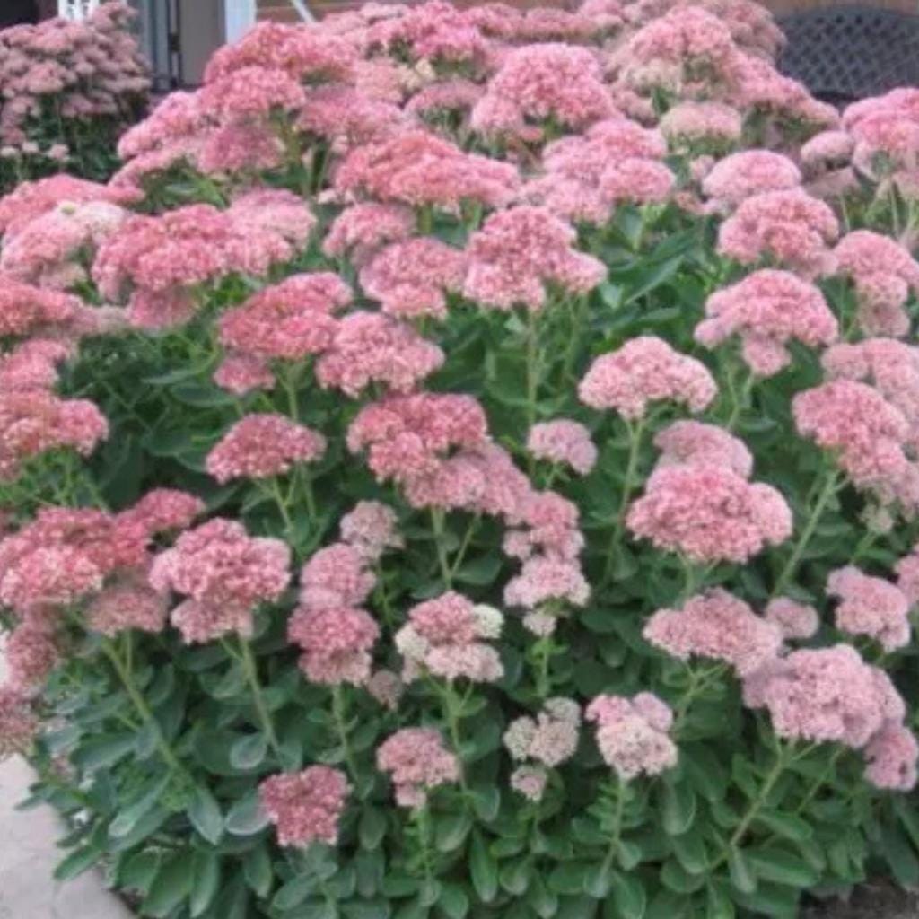 Sedum autumn joy seeds - Etsy 日本