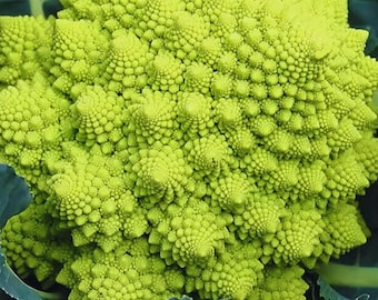 Green Romanesco – Hybrid Cauliflower, High Yield Vegetable Garden 10 Coated Seeds