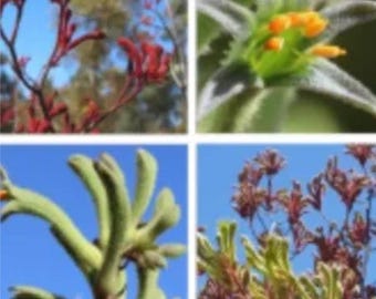 Kangaroo Paw Mixed Flower – Colorful Perennial Ornamental Flowers for Garden & Containers  20 Seeds
