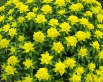 Cushion Spurge (Euphorbia Polychroma) – Perennial Flower for Spring Garden Planting 30 Seeds