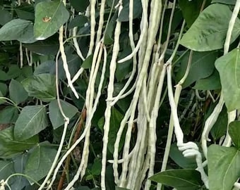 Cowpea Seeds– Silver White Pod Variety, Growing Vegetable Garden  30 Grams  Seeds