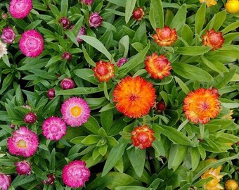 Tall Strawflower Mix – Everlasting Flower for Dried Bouquets, Colorful Annual Cut Flowers 100 Seeds