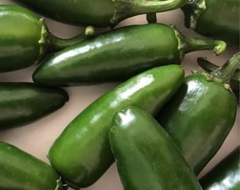 Heirloom Jalapeño Pepper – Moderately Spicy Chili Pepper for Home Garden Growing 10 Seeds