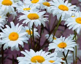 Shasta Daisy Seeds to Grow Long Blooming White Flower Seeds 1 Gram