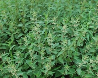 Urtica Dioica – Stinging Nettle Seeds, Butterfly Host Plant, Heirloom Garden 1000 Seeds