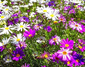 Swan River Daisy  – to Grow Annual Flower for Colorful Garden Blooms Seeds (1 Gram)