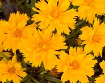 Coreopsis Double The Sun Double Yellow Perennial Garden 15 Seeds