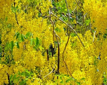 Golden Shower Tree Cassia Fistula Tropical Flower Tree 10 Seeds