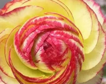 Double Picotee Ranunculus – Red Edged Yellow Flowers, Cottage Garden Blooms for Pots 100 Seeds