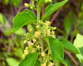 Gurmar Seeds (Gymnema sylvestre) – Herb Plant , Tropical Climbing Vine for Home Garden 20 Seeds