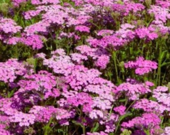 Cerise Queen Pink Yarrow Seeds Achillea Millefolium Perennial Flower 250 Seeds