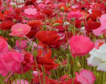Corn Poppy Mixed Colors to Grow Cold Tolerant flower Garden Seeds 1 Gram
