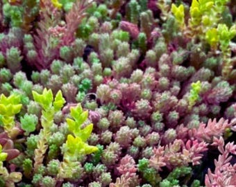 Mixed Sedum Stonecrop Seeds Hardy Succulent Ground Cover Plant 50 Seeds