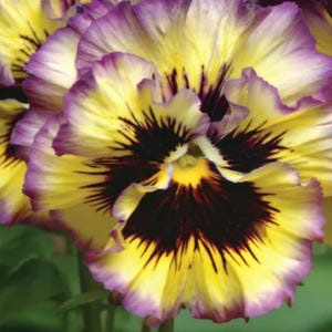 May include: A ruffled pansy flower featuring soft yellow petals with deep purple edges and a dark, radiating maroon centre. The delicate, wavy-edged petals overlap to create a dense, layered appearance with a bright yellow core at the base.