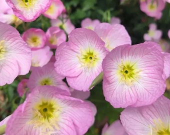 Pink Evening Primrose Fragrant Pink Flowers Oenothera Speciosa Seeds 1 Gram