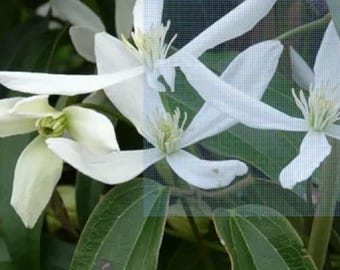 Immergrüne Clematis Armandii Hardy mehrjährige Kletterblumenranke 100 Samen