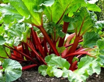 Red Victoria Rhubarb – Heirloom Rhubarb for Home Garden, Vegetable & Perennial Plant 15 Seeds