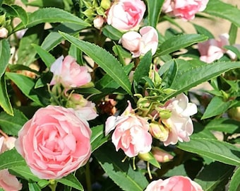 Camellia Flowered Balsam Seeds Mixed Colors – Annual Flower Seeds for Cottage Garden, 1 Gram