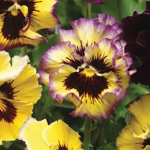 Viola Lemon Berry Ruffle – Ruffled Pansy Flowers for Pots, Baskets & Cottage Gardens (10 Seeds)