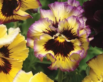 Viola Lemon Berry Ruffle – Ruffled Pansy Flowers for Pots, Baskets & Cottage Gardens (10 Seeds)