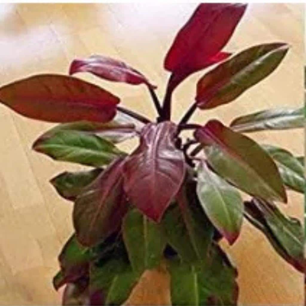 Philodendron erubescens - Etsy 日本