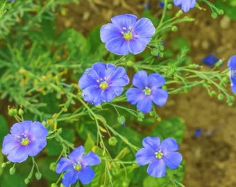 Blue Flax Soft Blue Flowers to Grow Long Blooming Garden Flower Seeds 1 Gram