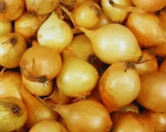 Stuttgarter Yellow Onion – Heirloom Vegetable Garden Seeds for Home Growing 200 Seeds