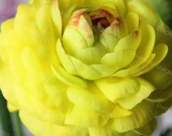 Yellow Double Ranunculus – Buttercup Flower Seeds for Home Garden Planting 100 Seeds