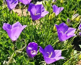 Tufted Bellflower Seeds – Perennial Flower for Garden Planting, Unique Bell-Shaped Blooms 1 Gram Seeds
