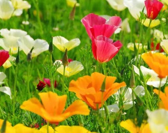 Mixed Color California Poppy Seeds Grow Showy Garden Seeds 1 Gram