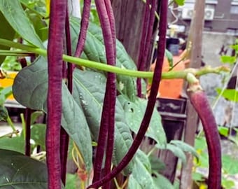Red Cowpea – Heirloom Vegetable  for Home Garden Planting Seeds 20 Grams