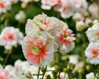 Pelargonium Appleblossom – Pink White Geranium Flowers, Perennial Garden & Container Plant 100 Seeds