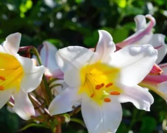 Lilium Regale Trumpet Lily Fragrant White Lily Summer Blooming Perennial Flower 1 Bulb