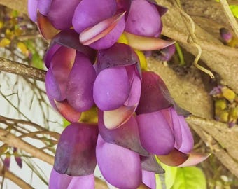 Mucuna Sempervirens Evergreen Woody Vine Purple Butterfly Flowers 10 Seeds