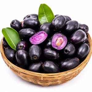 Culture de la prune de Java (Jamun)