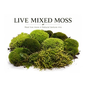 May include: A collection of live mixed moss in various shades of green, ranging from bright lime to deep forest tones. The text above reads LIVE MIXED MOSS, Real live moss • Natural texture mix. The moss features diverse, dense, and soft textures.