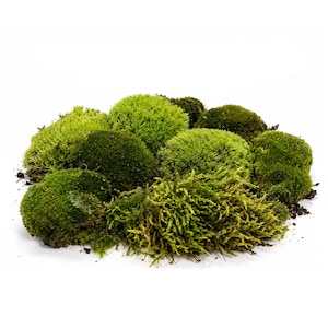 May include: A collection of vibrant green moss clusters featuring various textures, ranging from dense, rounded mounds to loose, feathery sprigs. The moss displays shades of lime, emerald, and deep forest green, with small traces of dark soil visible.