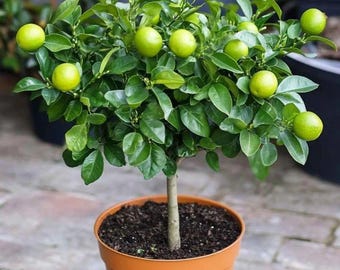 Planta de calamansi viva en maceta - Raro árbol cítrico de calamondín enano, fruto comestible, para interior y exterior