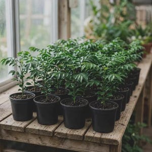 May include: A collection of small curry leaf plants potted in individual black plastic containers. Each plant features multiple stems with small, pointed, dark green leaves. The pots are arranged in rows on a wooden surface.
