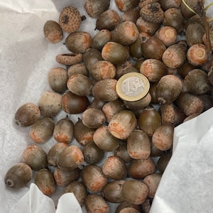 Natural Red Oak Acorns - Ideal for Autumn Wedding Centerpieces